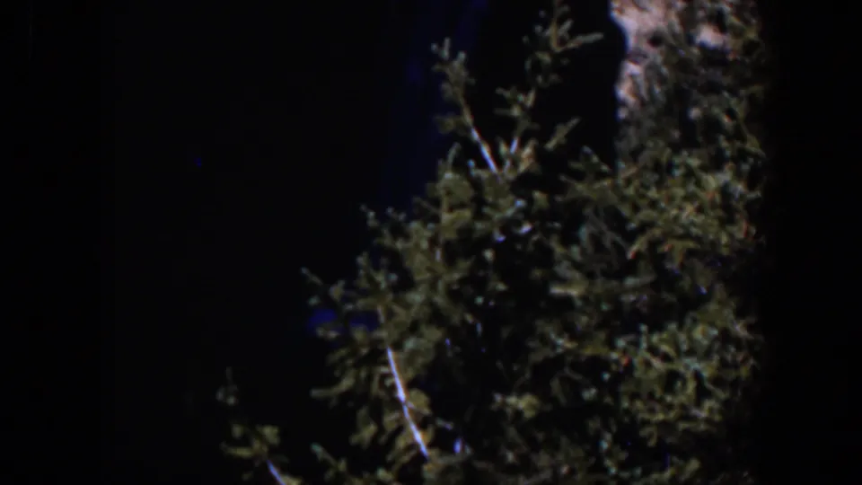 1951 Wyoming 8mm frame showing dark tree foliage, pale branches, and a trunk edge under low light.