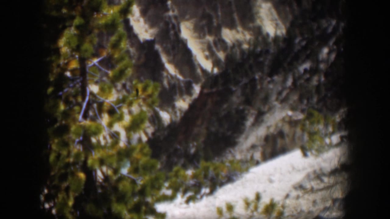 1951 Wyoming 8mm frame with pine needles in the foreground and a shadowed gray rock face behind them.