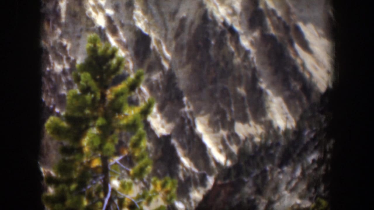 1951 Wyoming 8mm frame with a foreground pine set against gray mountain rock and lingering snow in crevices.