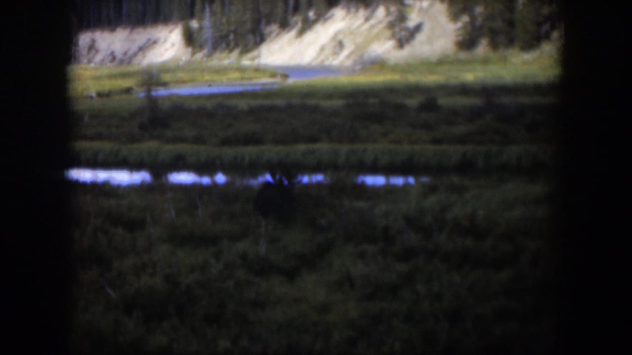 1951 Wyoming home-movie frame showing a distant possible moose near water in a meadow, with hillside and trees beyond.