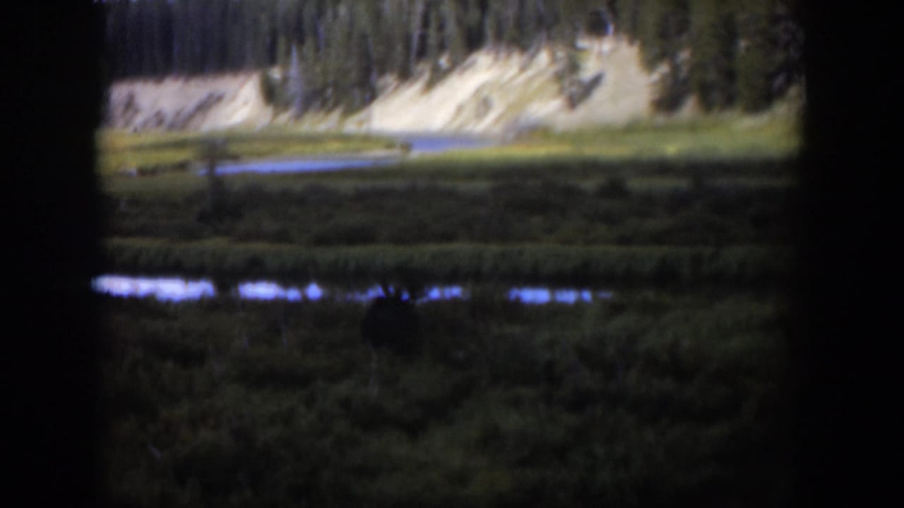 Soft 8mm view of a Wyoming meadow with a possible moose near reflective water and a wooded hillside behind.