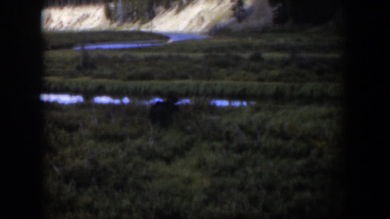 1951 Wyoming landscape frame with a distant possible moose low in the meadow, water channels, and a pale bank beyond.