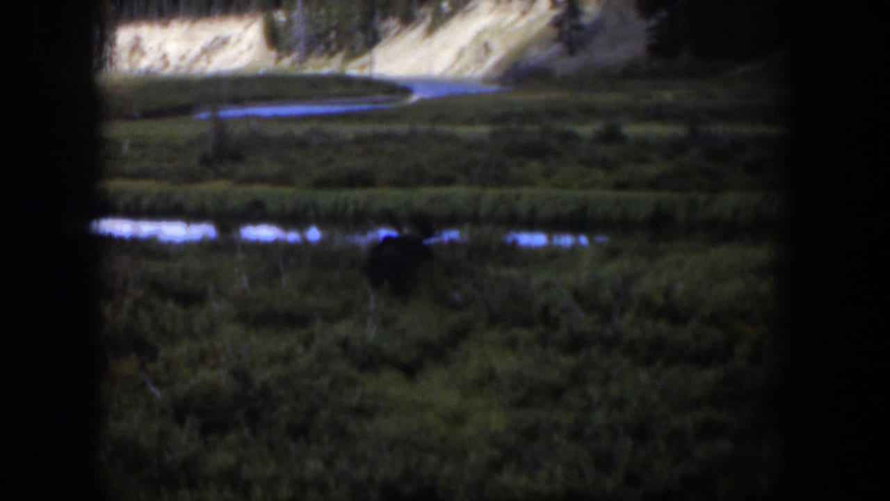 Dark animal standing in a grassy wet meadow with water channels and pale hillside beyond.