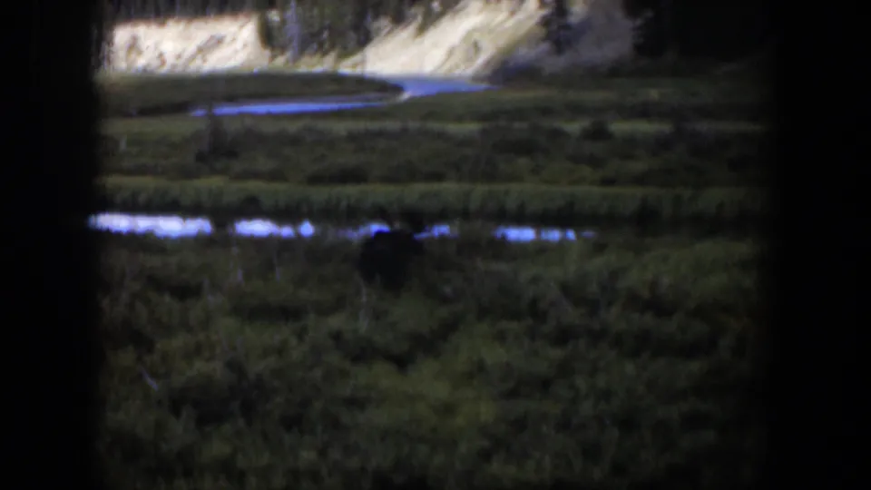 1951 Wyoming 8mm frame showing a dark, indistinct animal partly hidden in green meadow plants near reflective water.