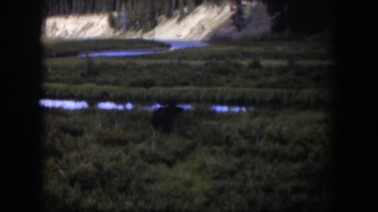 1951 Wyoming home-movie frame with a dark animal in a wet green meadow, seen through dark foreground framing.
