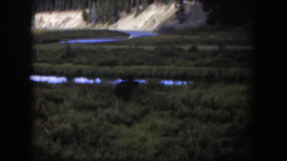 1951 Wyoming home-movie frame with a dark animal in a wet green meadow, seen through dark foreground framing.