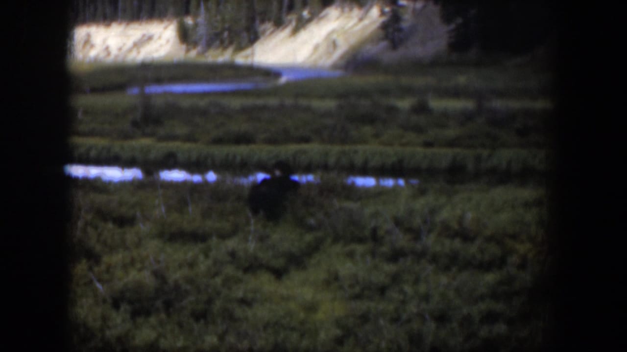 1951 Wyoming 8mm still of an indistinct dark animal in lush meadow growth below winding water and a pale bank.
