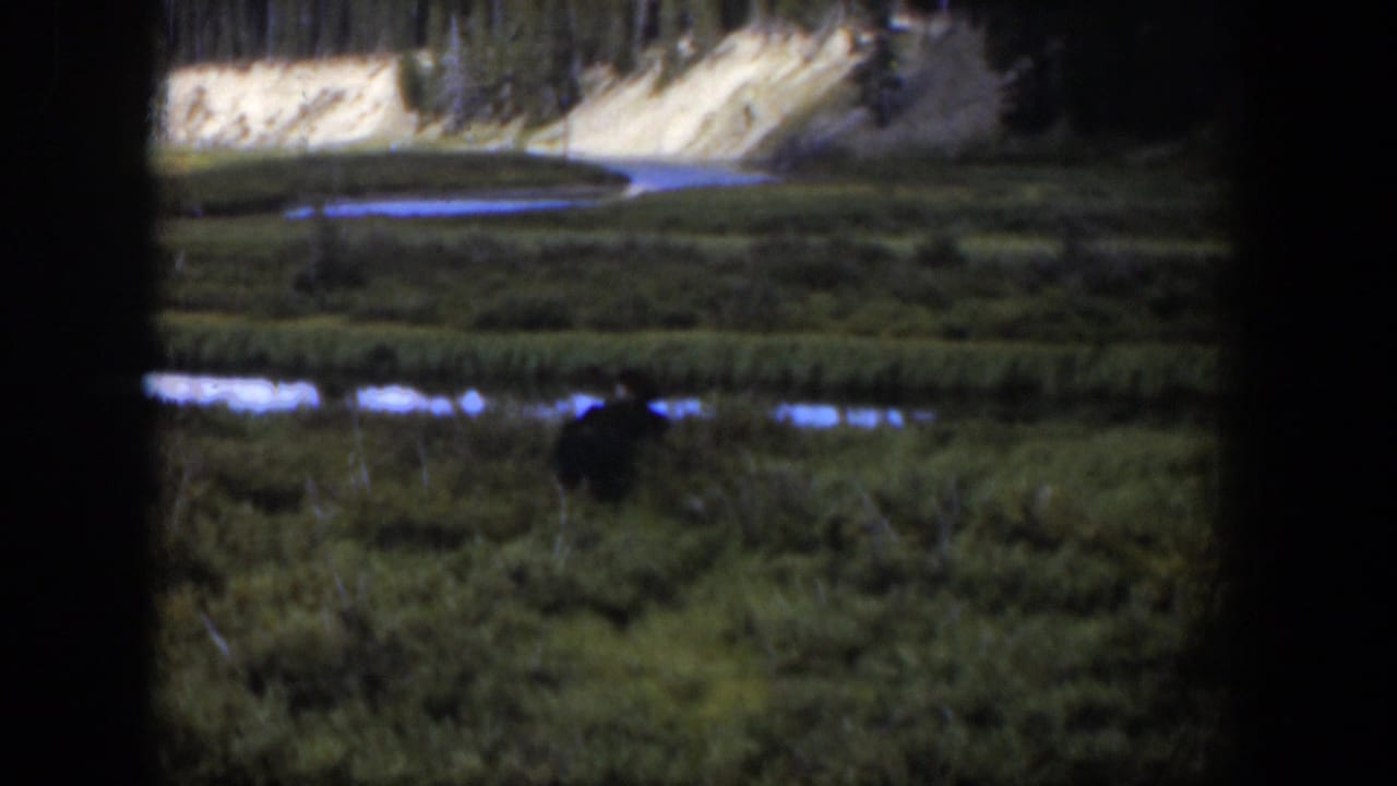 1951 Wyoming frame showing a distant dark animal in a green wetland, with water glints and pale hillside behind.