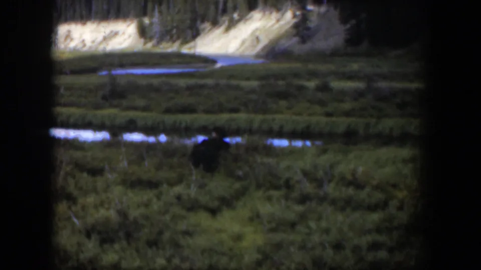 1951 Wyoming frame showing a distant dark animal in a green wetland, with water glints and pale hillside behind.