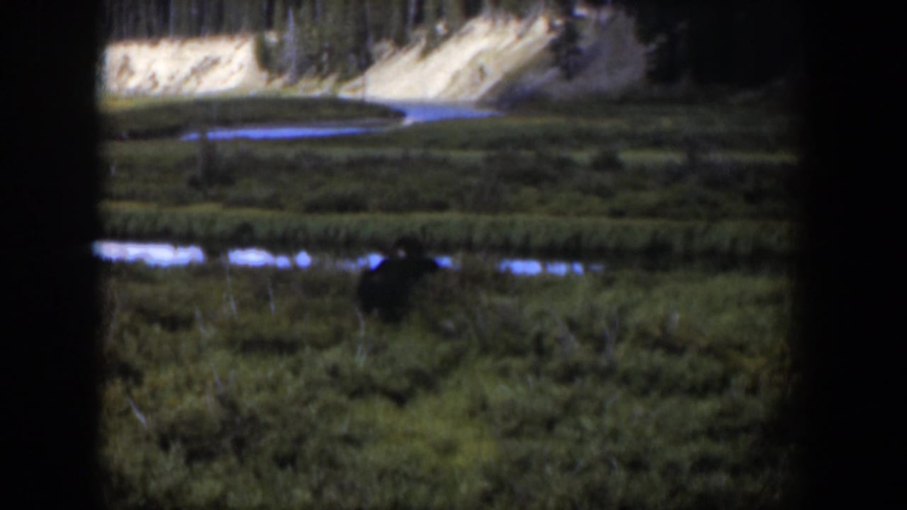 Dark animal shape in a green meadow near reflective stream water and pale banks.
