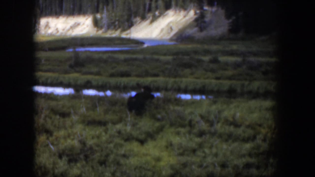 1951 Wyoming 8mm frame with a bear-like dark animal partly obscured in a green meadow near a stream.