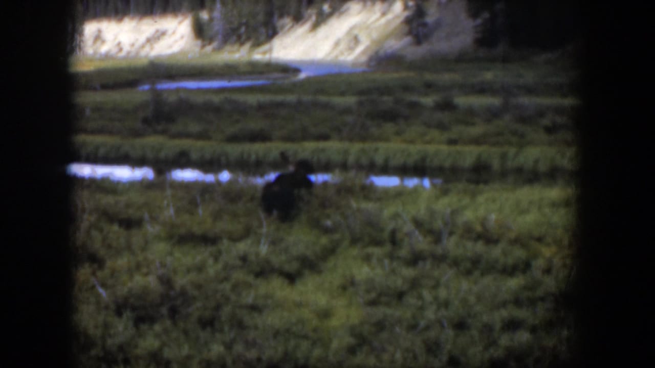 Vintage 1951 Wyoming home-movie frame showing a dark bear-like figure in lush meadow vegetation near reflective water.