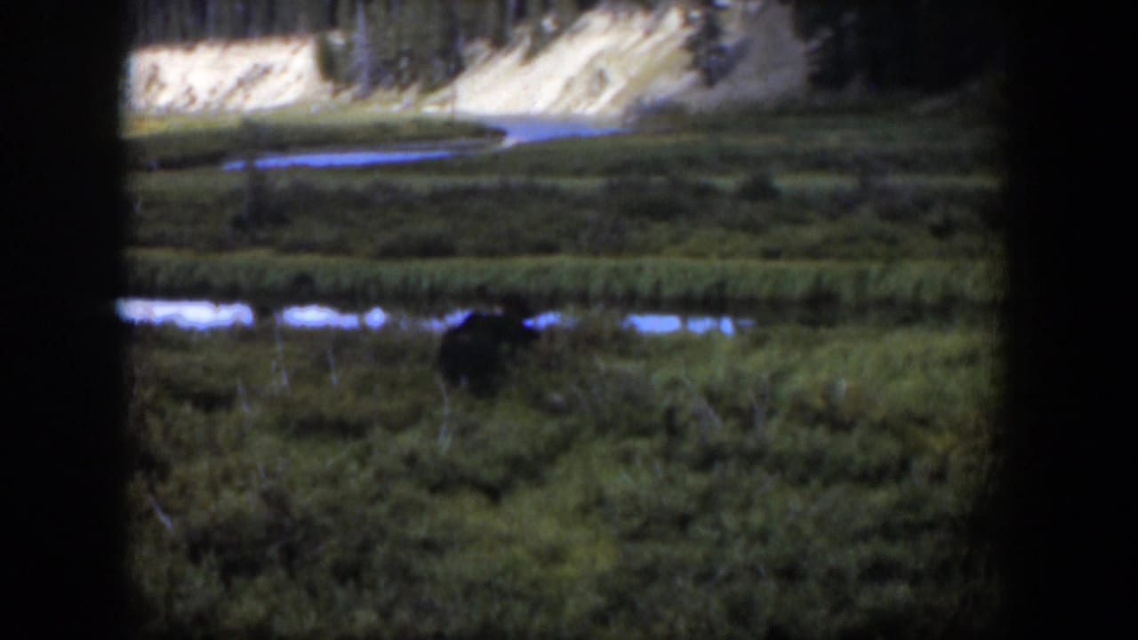 1951 Wyoming 8mm frame of a dark bear-like animal in meadow grass, with a stream and pale bank behind it.