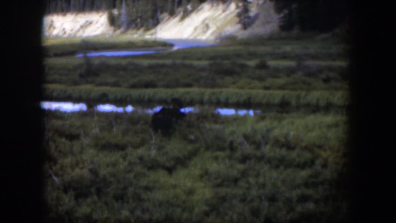1951 Wyoming 8mm frame showing a distant moose feeding in marsh grass near water below a pale riverbank and trees.