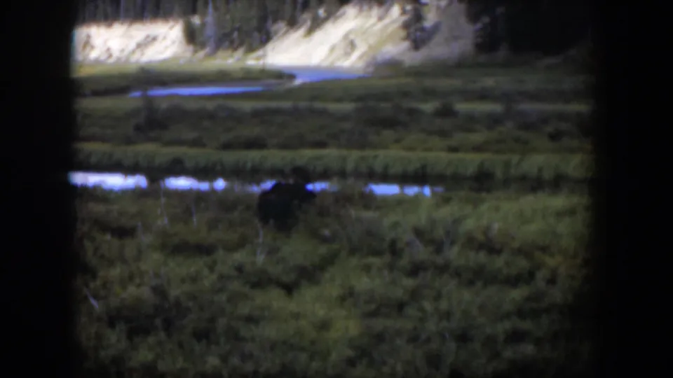 1951 Wyoming 8mm frame showing a distant moose feeding in marsh grass near water below a pale riverbank and trees.