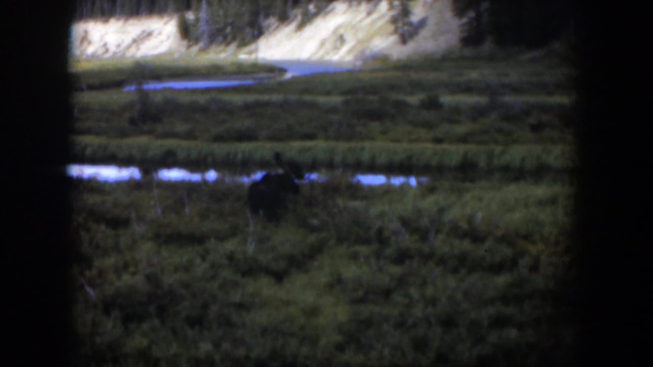 1951 Wyoming home-movie frame with a moose partly silhouetted in wetland grass near reflective water and a wooded slope.