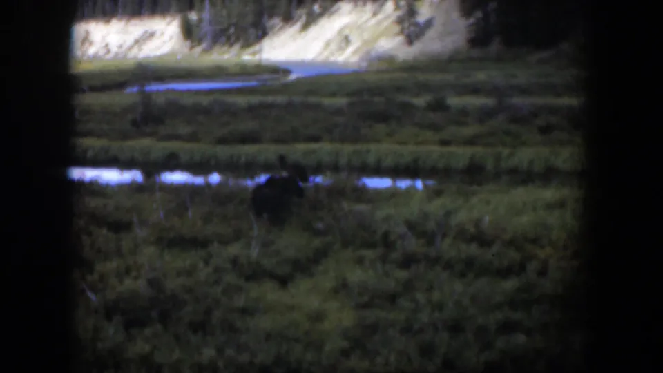 1951 Wyoming home-movie frame with a moose partly silhouetted in wetland grass near reflective water and a wooded slope.