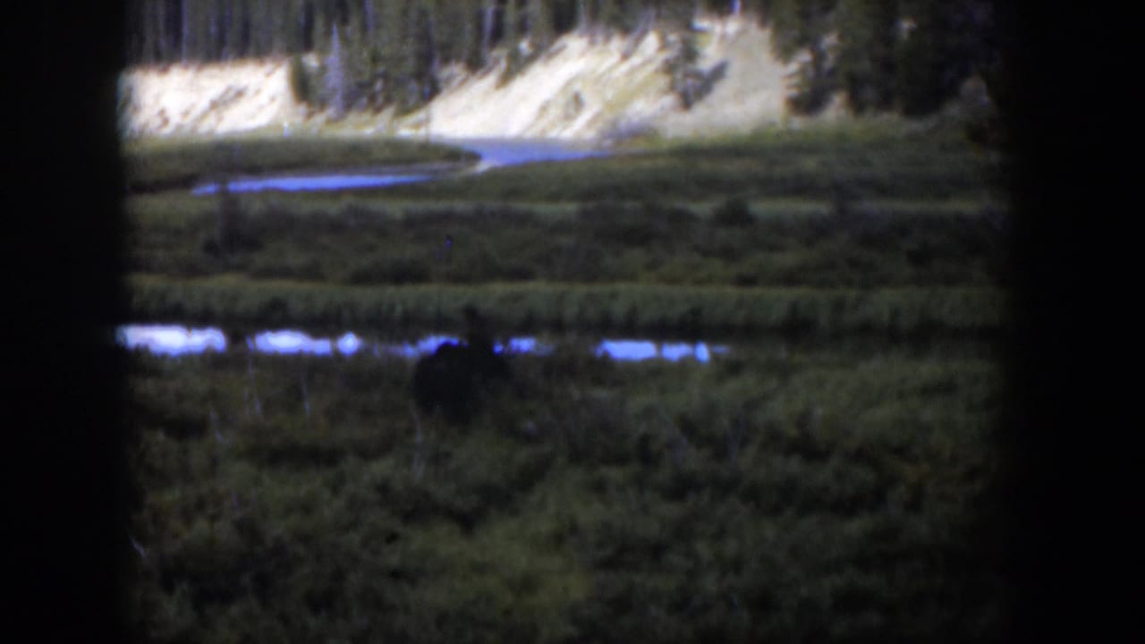 1951 Wyoming 8mm still showing a dark moose low among wetland plants, with water reflections and a forested bank beyond.