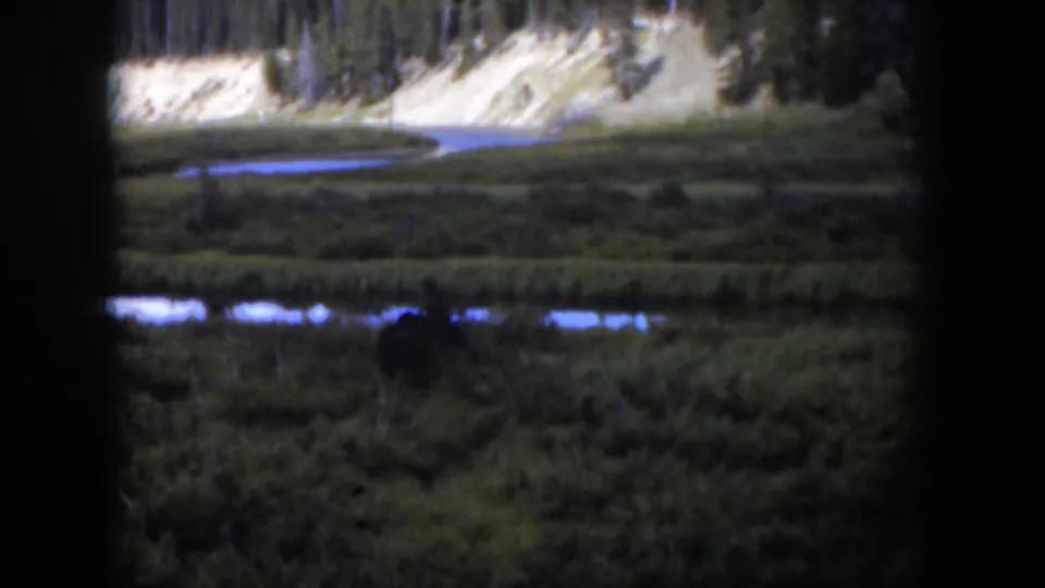 1951 Wyoming 8mm still showing a dark moose low among wetland plants, with water reflections and a forested bank beyond.