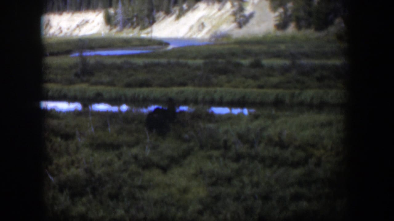 1951 Wyoming frame of a moose in tall wetland grass near narrow water channels, with a pale bank and trees behind it.