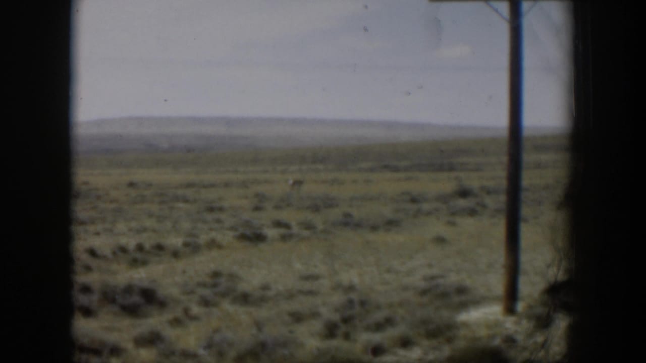 Antelope on open prairie with shrubs, distant horizon, and a telephone pole at right.