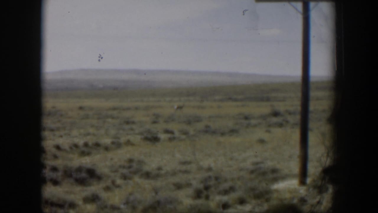 Small antelope in a wide prairie landscape with a telephone pole near the right edge.