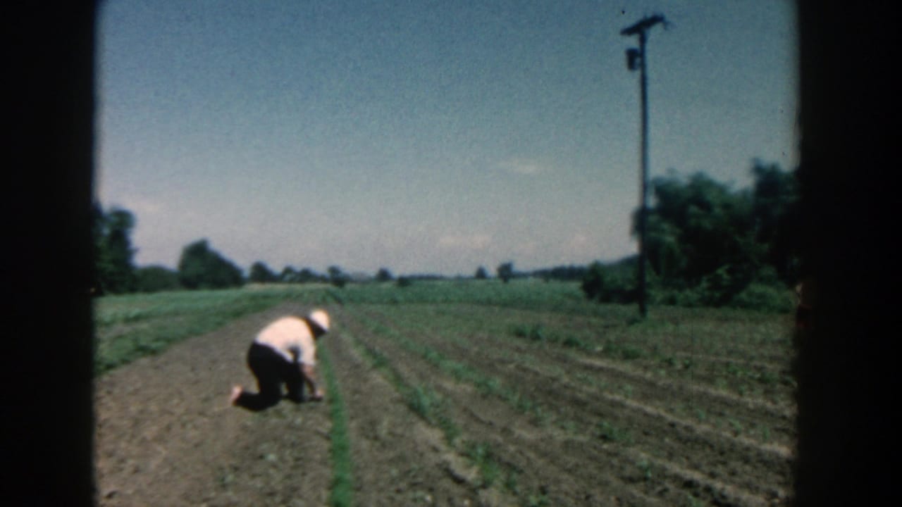 Farmer kneels in a rowed field under a blue sky with trees and a utility pole nearby.