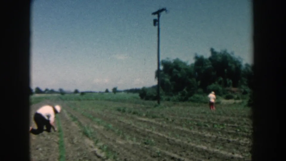 1957 Michigan farm scene with a farmer kneeling in the foreground and a woman farther down the rowed field near trees and a utility pole.