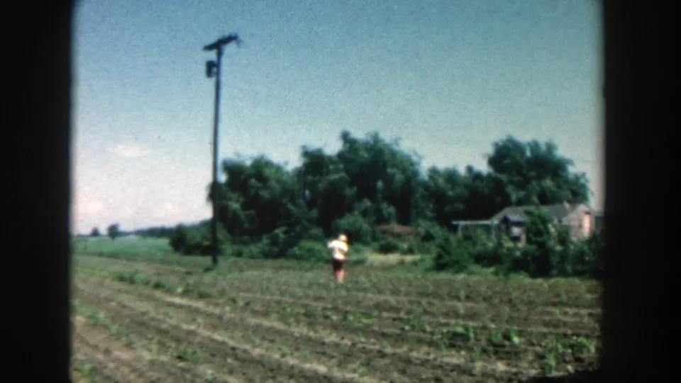 1957 Michigan field view with a woman in the rows, trees behind her, a utility pole overhead, and a small structure near the field edge.