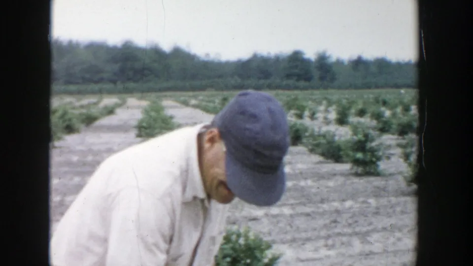 A man in a white shirt and blue cap bends near the crop rows in the Michigan field, with trees and overcast sky in the background.