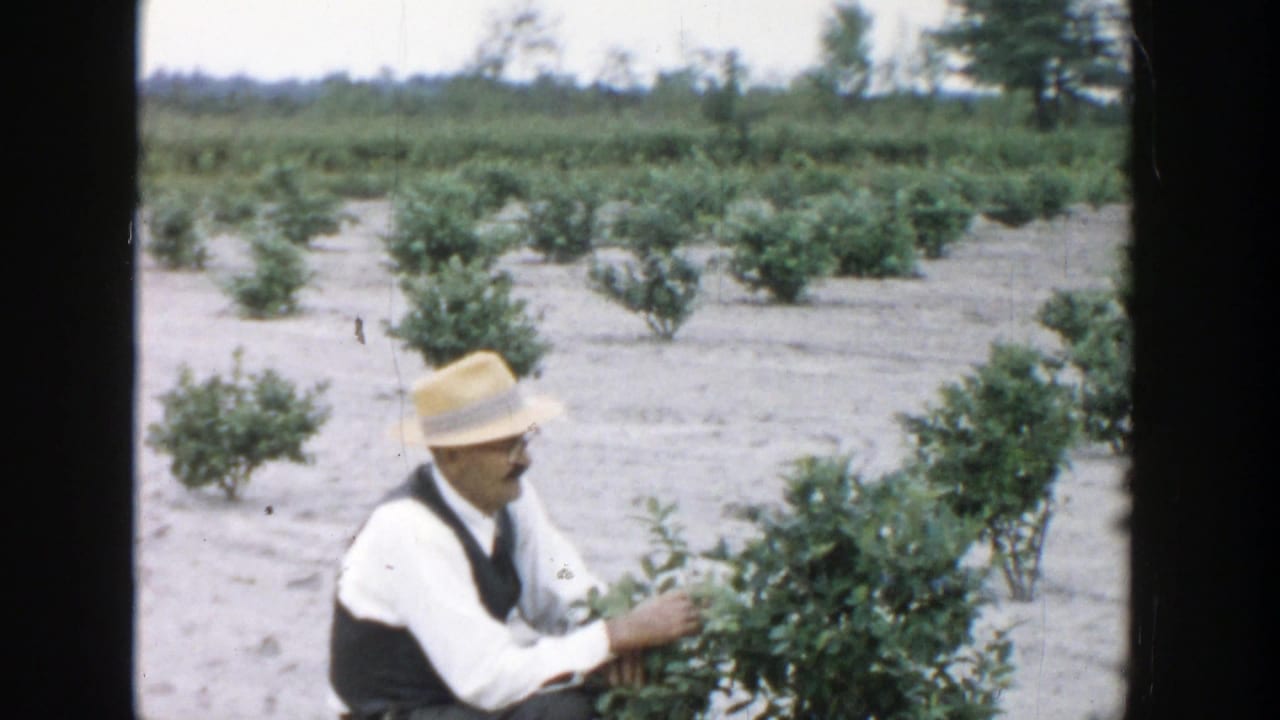 Man in a straw hat crouches beside blueberry shrubs in a sandy field.