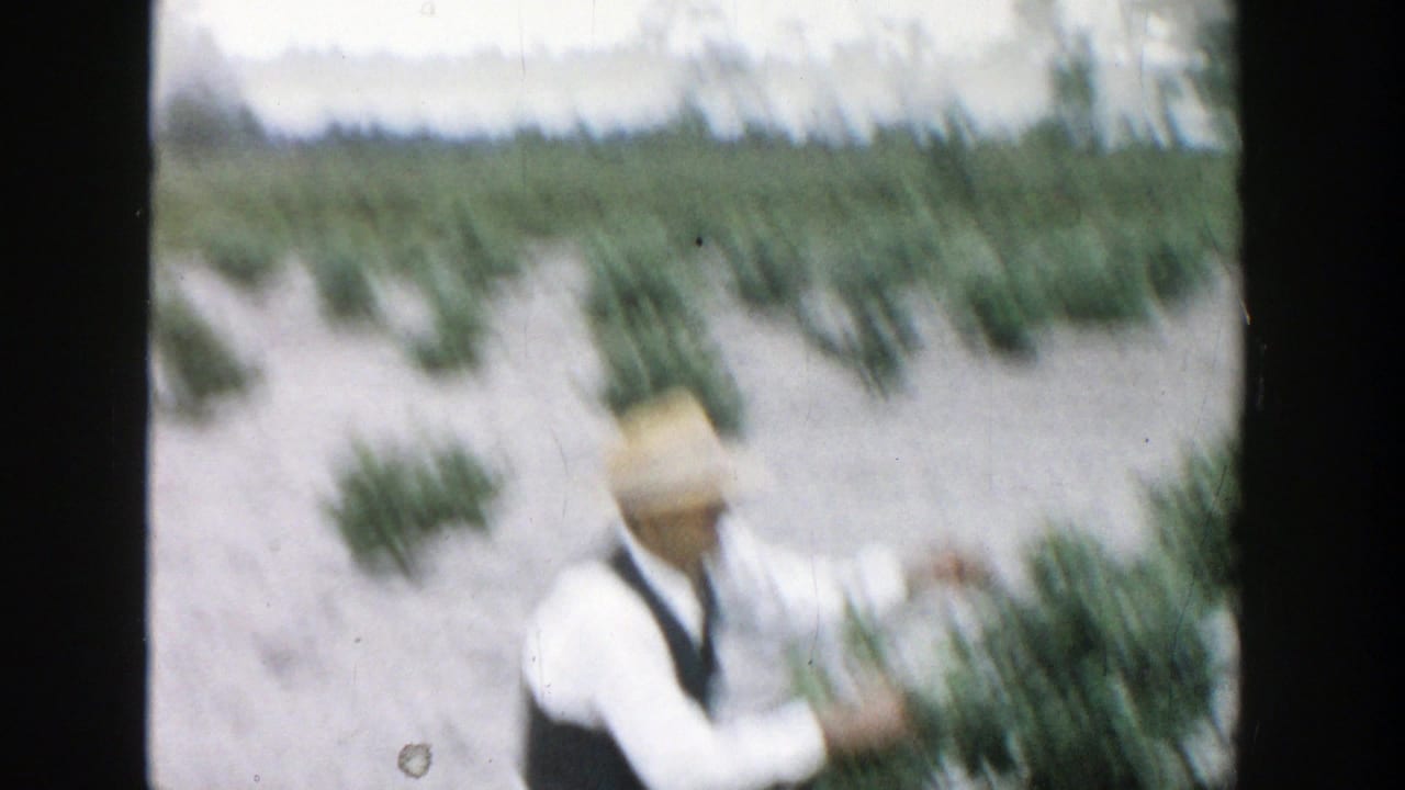 Soft-focus view of a man reaching toward blueberry bushes in a field.