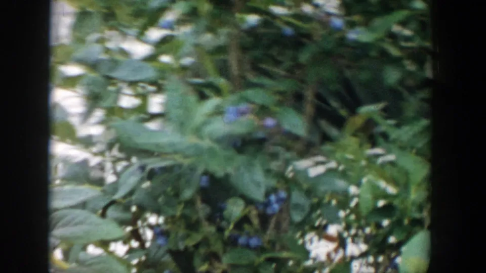 A close 8mm frame shows blueberry branches with clusters of ripe blue fruit and green leaves.