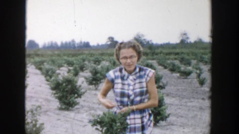 In the documented 1957 Michigan field, a woman in a plaid dress stands among blueberry bushes with open rows behind her.
