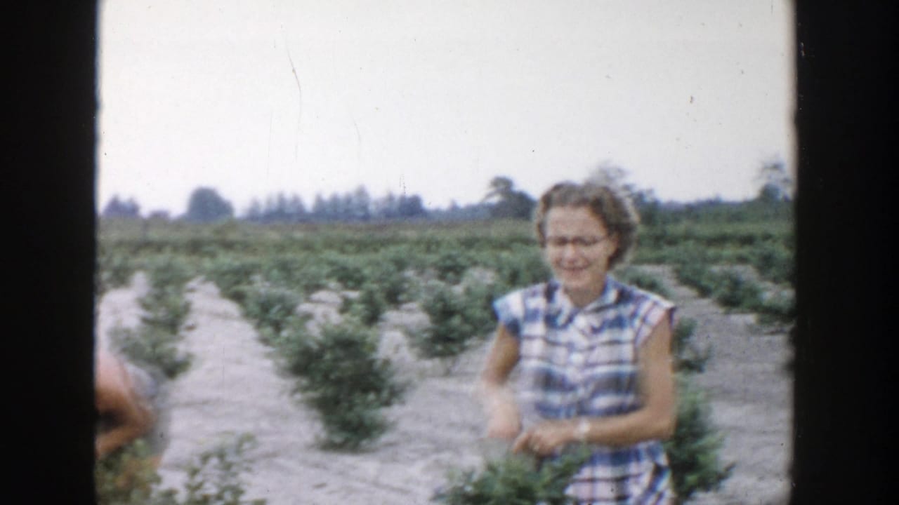 In 1957 Michigan footage, a woman in a blue and white plaid dress stands in rows of berry shrubs under a bright sky.