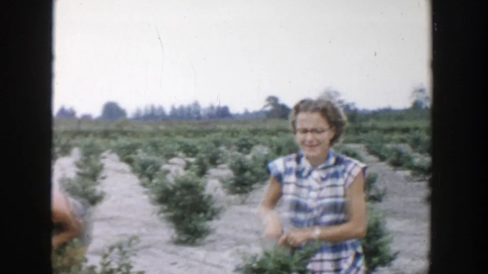 In 1957 Michigan footage, a woman in a blue and white plaid dress stands in rows of berry shrubs under a bright sky.