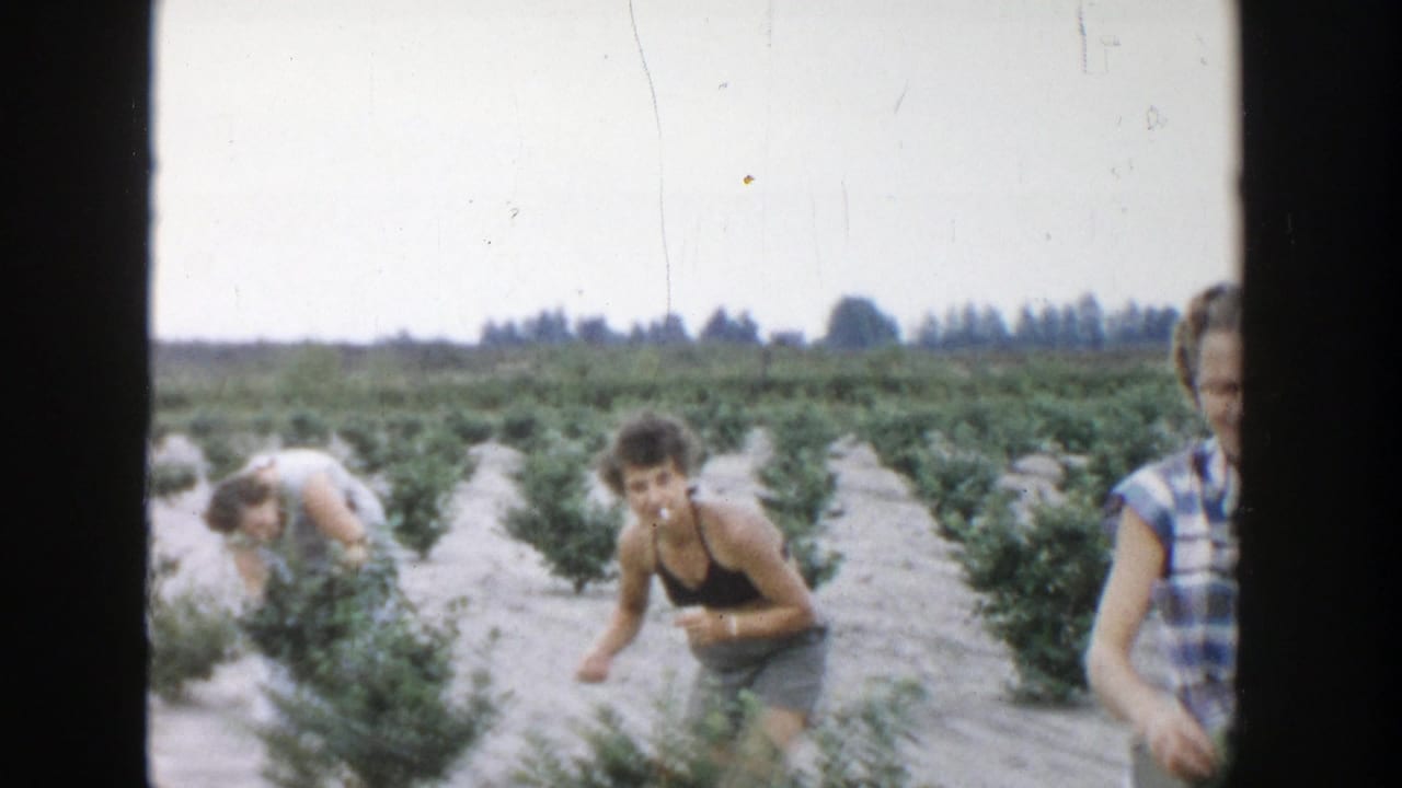 Women pick berries from low green shrubs in a Michigan field, with one woman looking toward the camera.