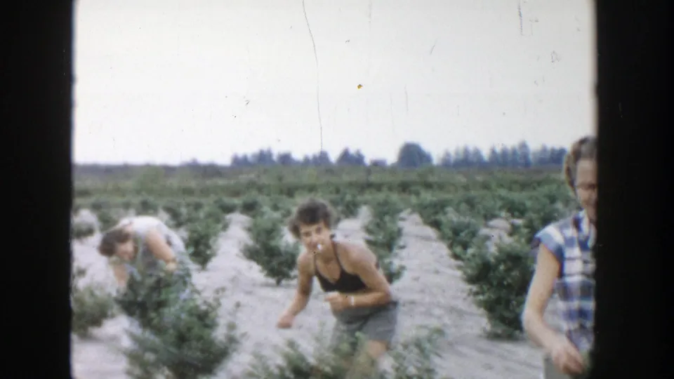 Women pick berries from low green shrubs in a Michigan field, with one woman looking toward the camera.