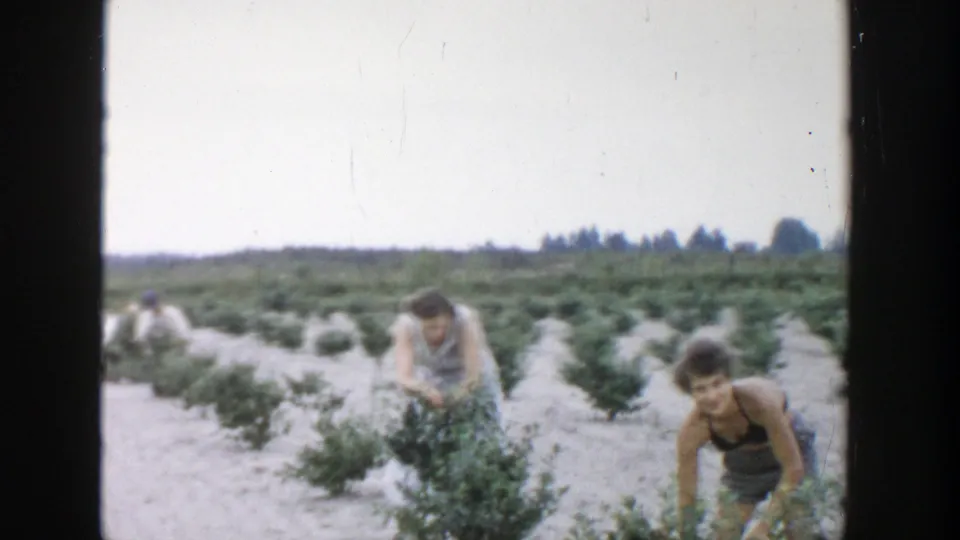 Two women work among rows of low berry plants in 1957 Michigan home-movie footage, with other figures faintly visible nearby.