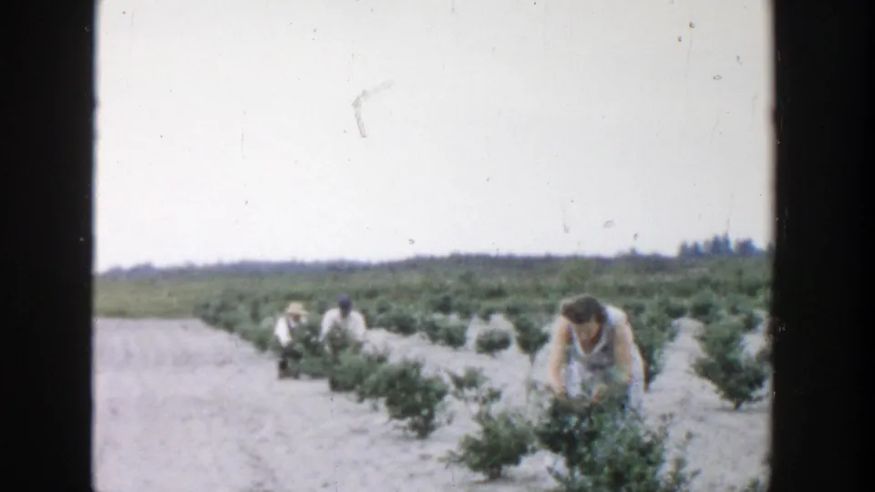 A woman bends over a berry shrub in a Michigan field while other pickers work farther down the rows.
