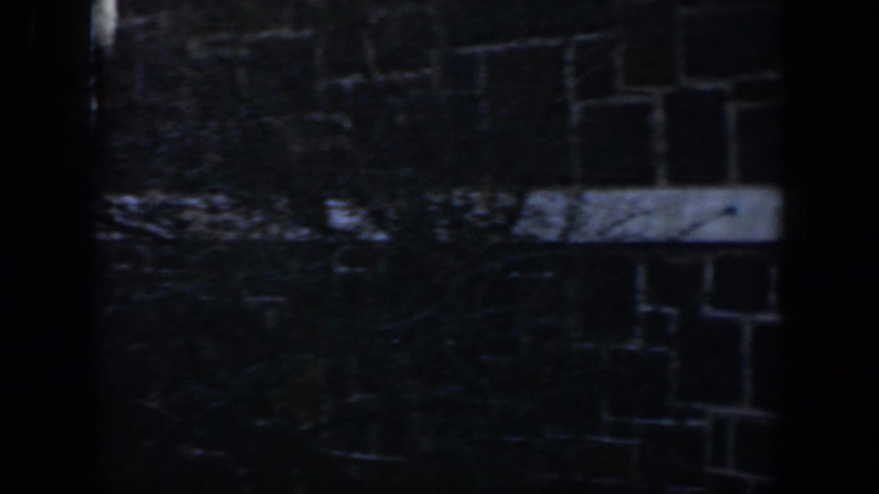 A dark tree trunk divides a stone wall with a pale horizontal band.