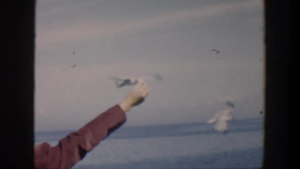 A person’s outstretched hand offers food while gulls pass through a cloudy seaside view in 1951 Cuba footage.