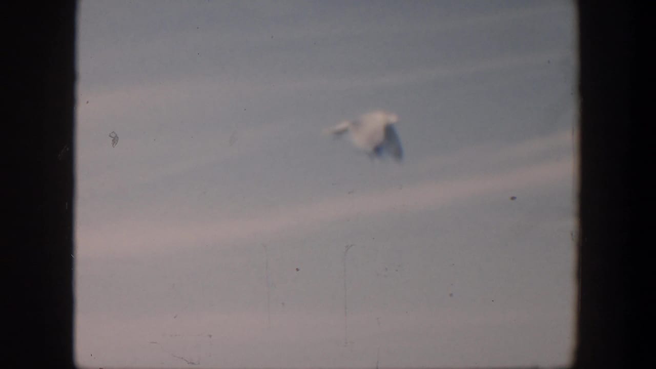A seagull flies high over a pale sky and distant ocean horizon.