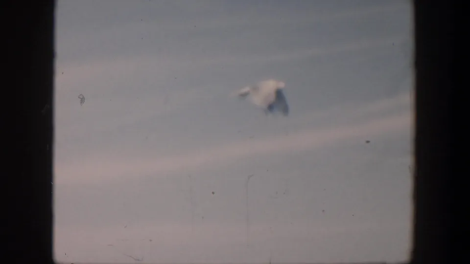 1951 Cuba coastal home-movie frame showing a single seagull above the sea horizon under a pale sky.