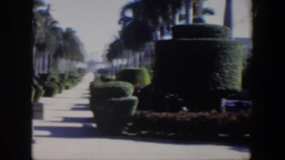 1951 Cuba 8mm frame showing a closer visitor view of topiary-like hedges, low planting beds, and a palm-lined sidewalk.