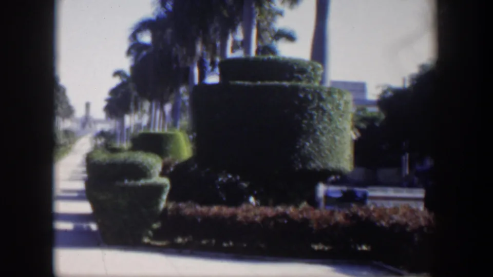 1951 Cuba 8mm frame with manicured hedges in the foreground, palms along the walk, and sunlit pavement receding into the distance.