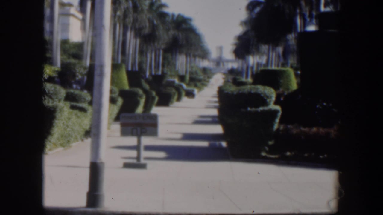 Sunny walkway lined with palms, hedges, a lamppost, and a small sign.