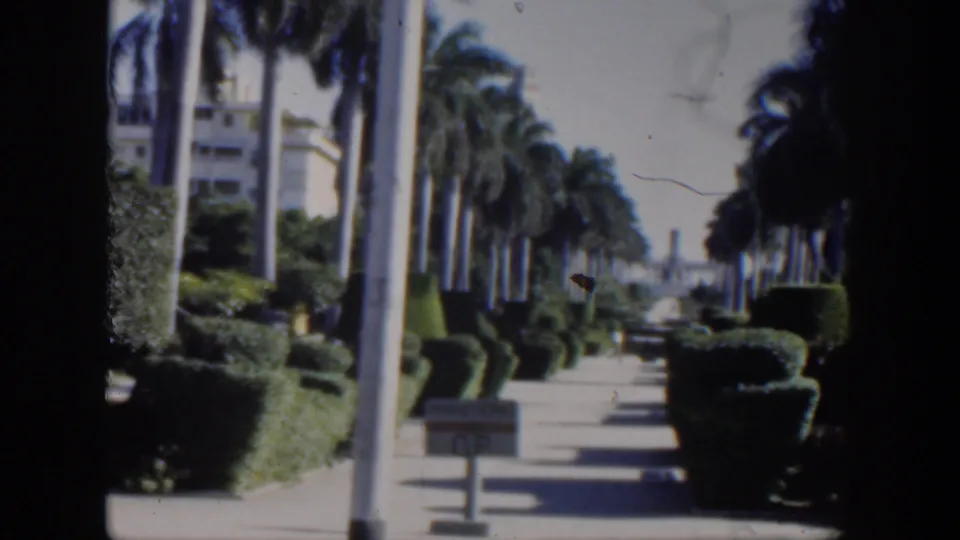 1951 Cuba 8mm frame looking forward along a landscaped walkway with tall palms, clipped hedges, a pole, and a small sign near the path.