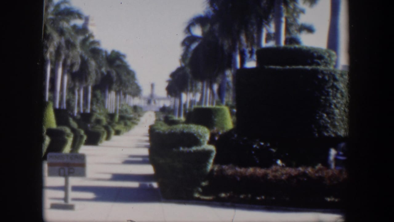 1951 Cuba 8mm frame showing a sunlit palm-lined walkway bordered by clipped hedges and tropical planting.
