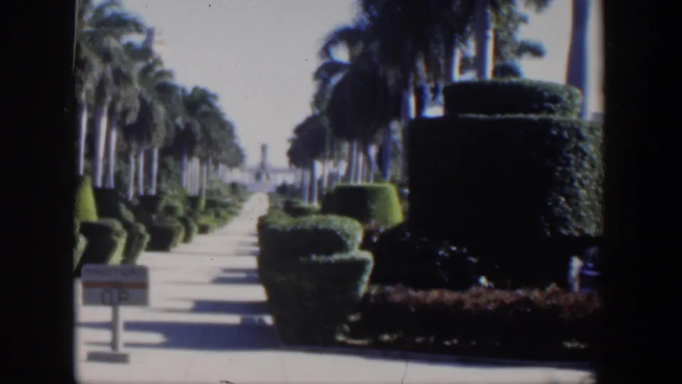 1951 Cuba 8mm frame showing a sunlit palm-lined walkway bordered by clipped hedges and tropical planting.